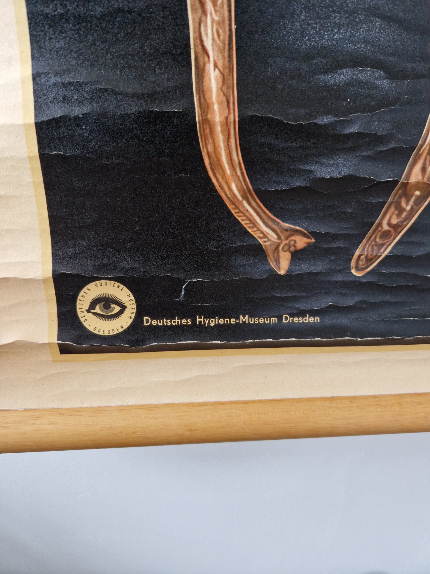 Vintage schoolkaart anatomie parasieten