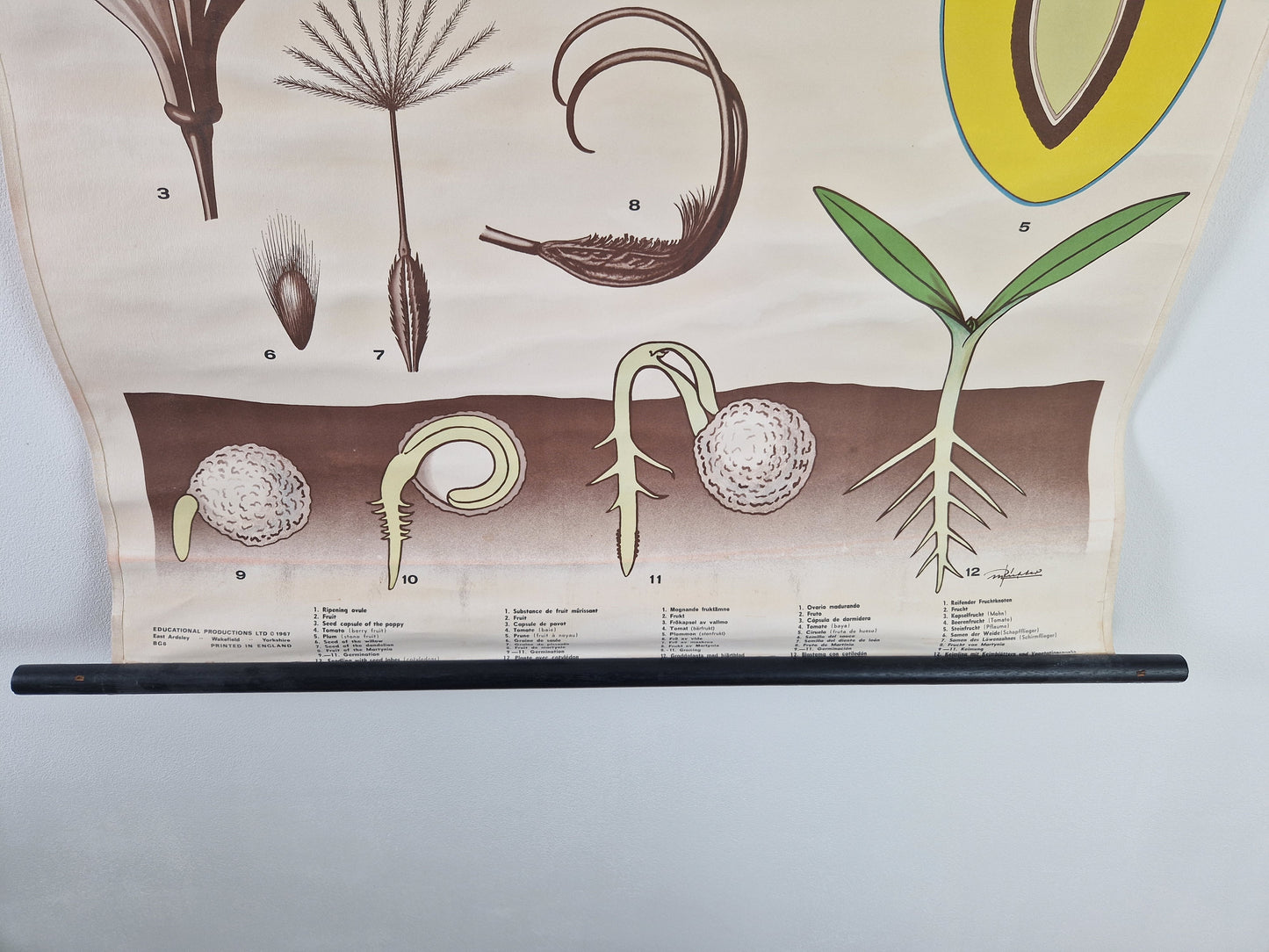 retro schoolkaart kiemen biologie