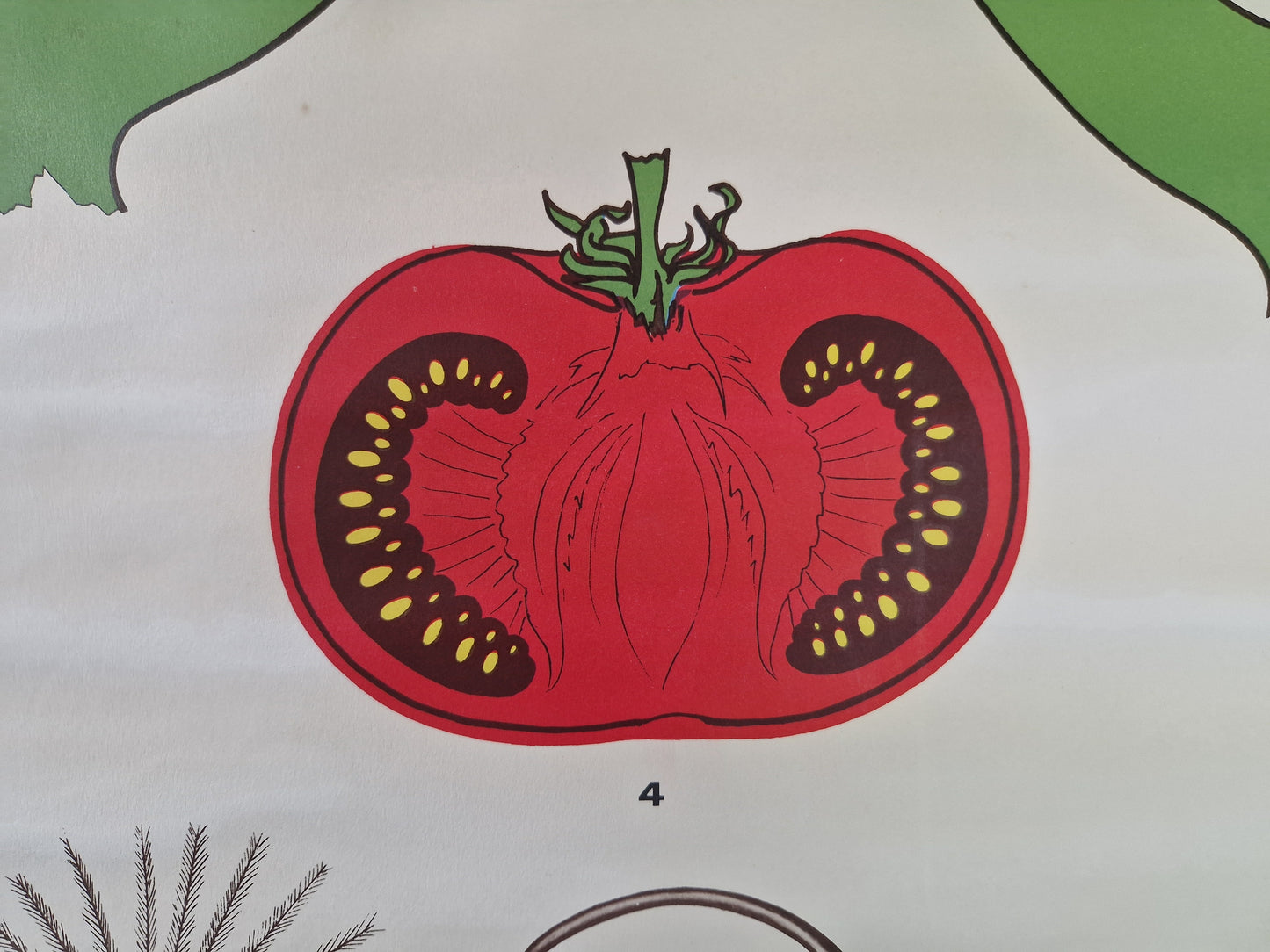 vintage botanische schoolkaart