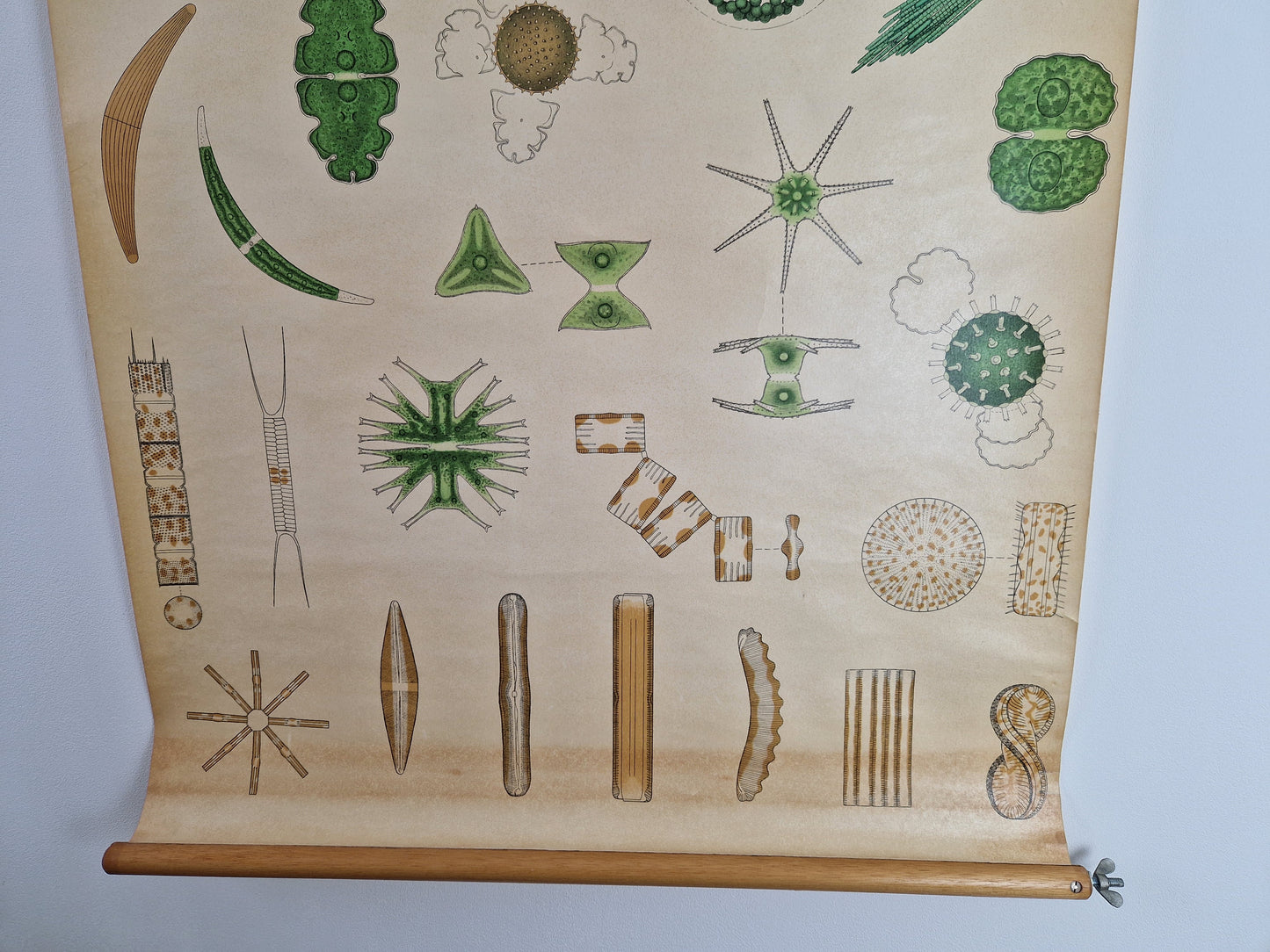 Microorganismen in Botanische Detailweergave