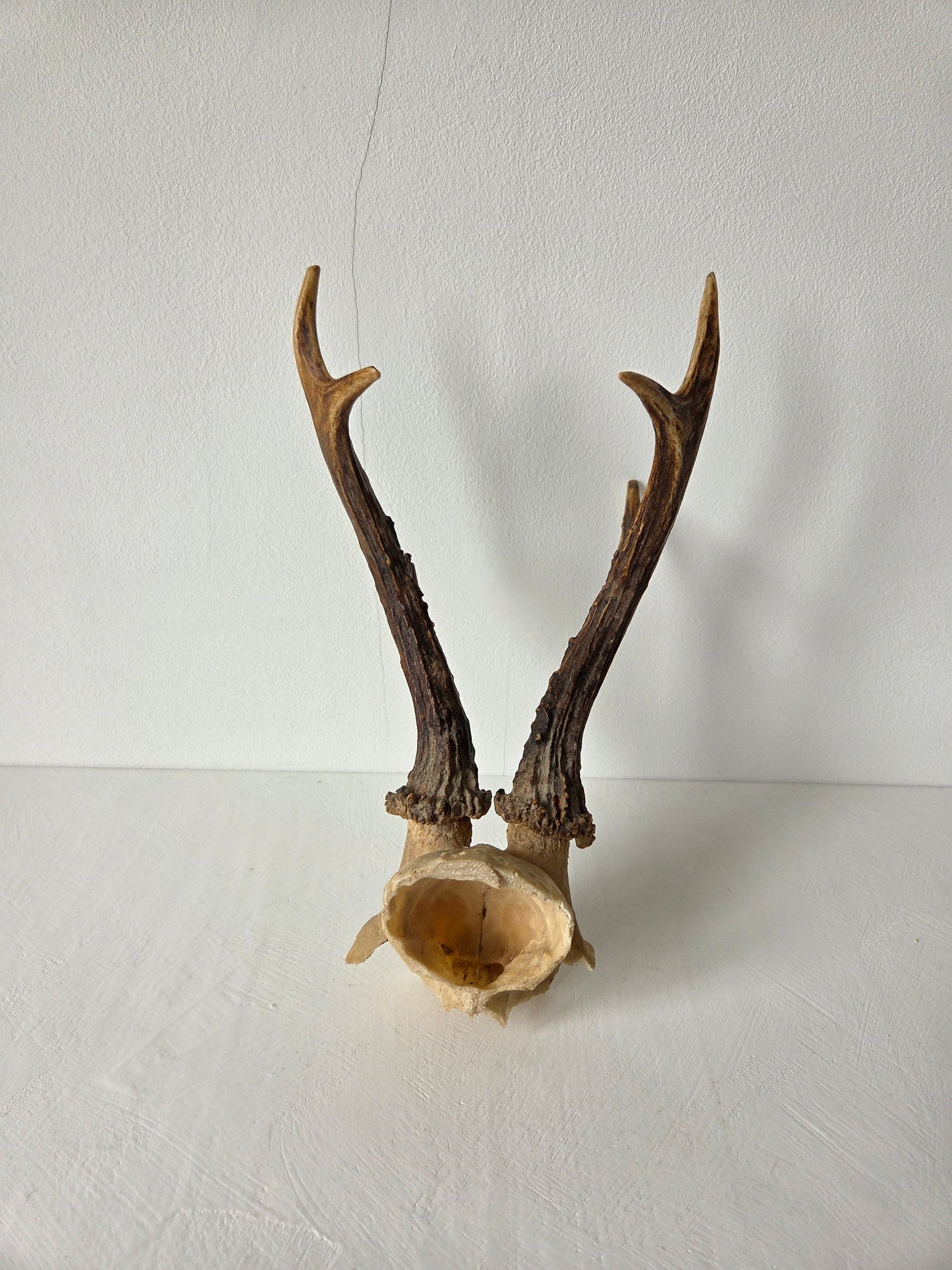 reegewei schedel twee vertakkingen bruin decoratief